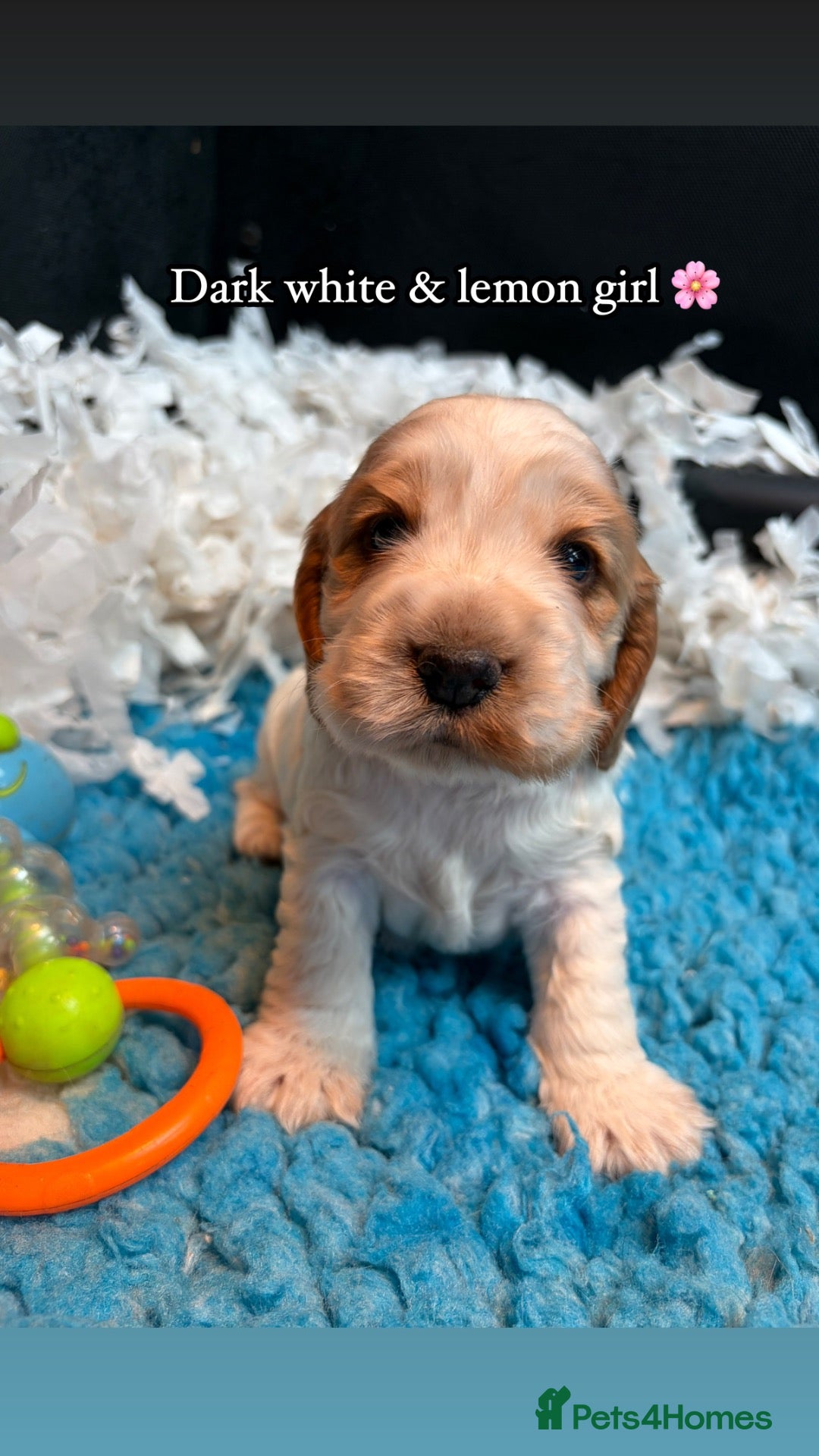 Cocker Spaniel dogs 🏆 Award Winning 🏆 - Advert 1