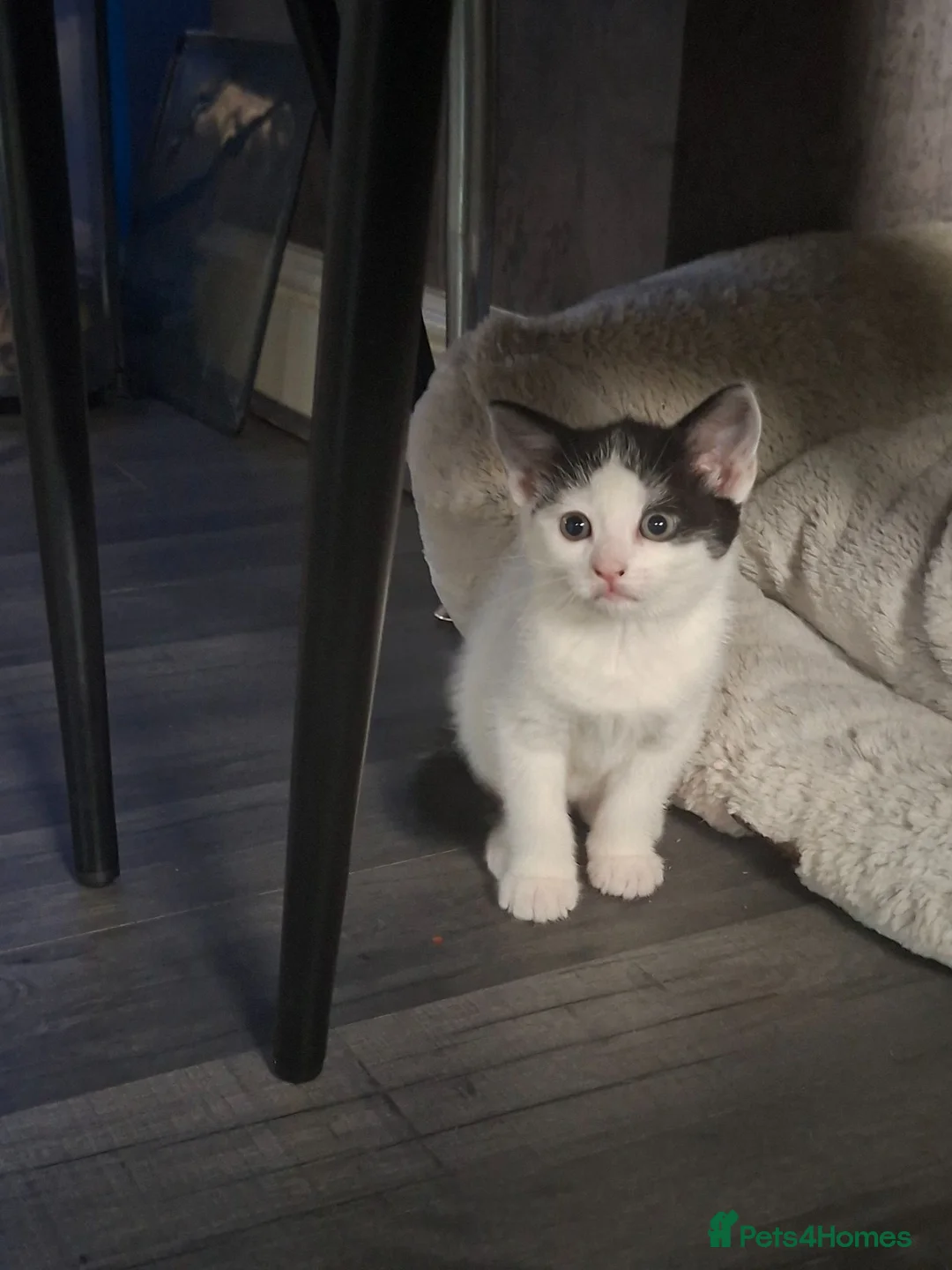 Mixed Breed cats for sale: Fluffy kittens - Advert 2