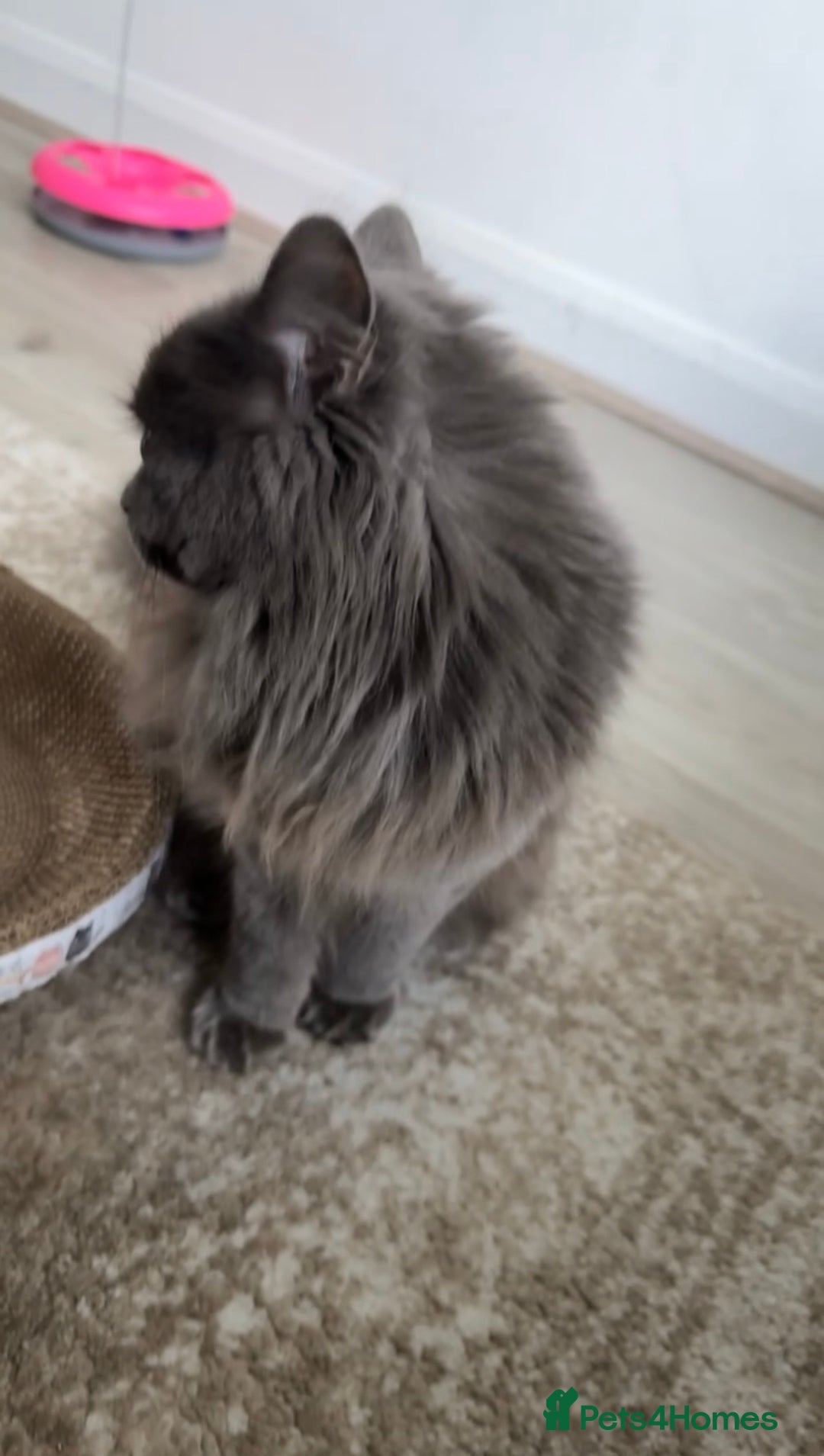 Nebelung cats for sale: My gorgeous cat for sale - Advert 5