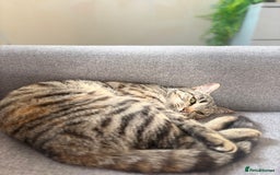 Mixed Breed cats for sale: Female cat  - Image 1