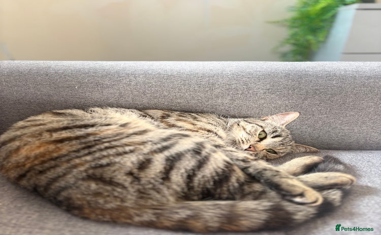 Mixed Breed cats for sale - Advert 1