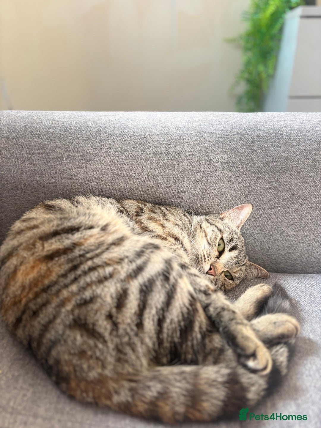 Mixed Breed cats for sale: Female cat  - Image 1