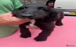 Afghan Hound dogs for sale: Afghan Hound Litter  - Image 20