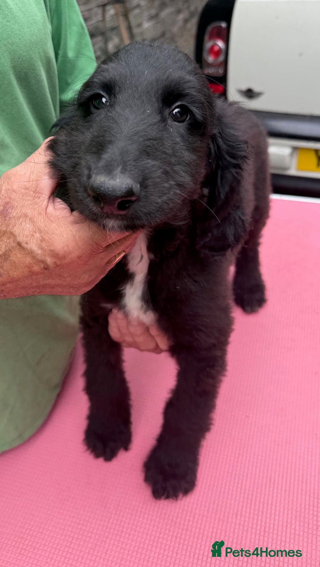 Afghan Hound dogs for sale: Afghan Hound Litter  - Image 20
