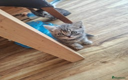 British Shorthair cats for sale: Pedigree British Shorthair kittens - Image 8