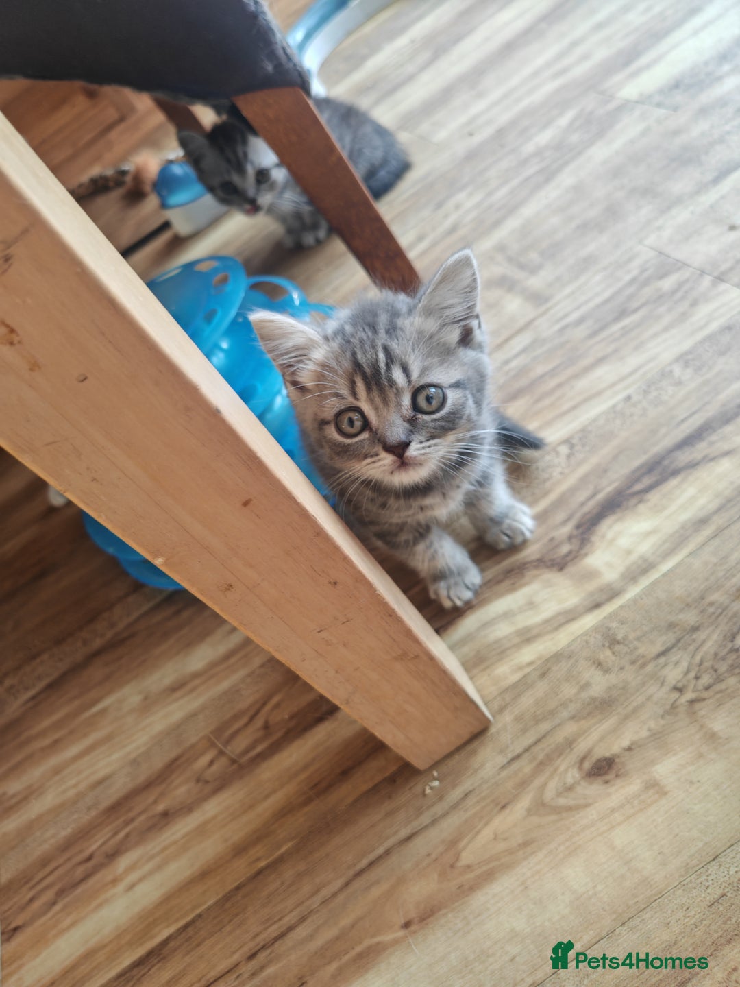 British Shorthair cats for sale: Pedigree British Shorthair kittens - Image 8