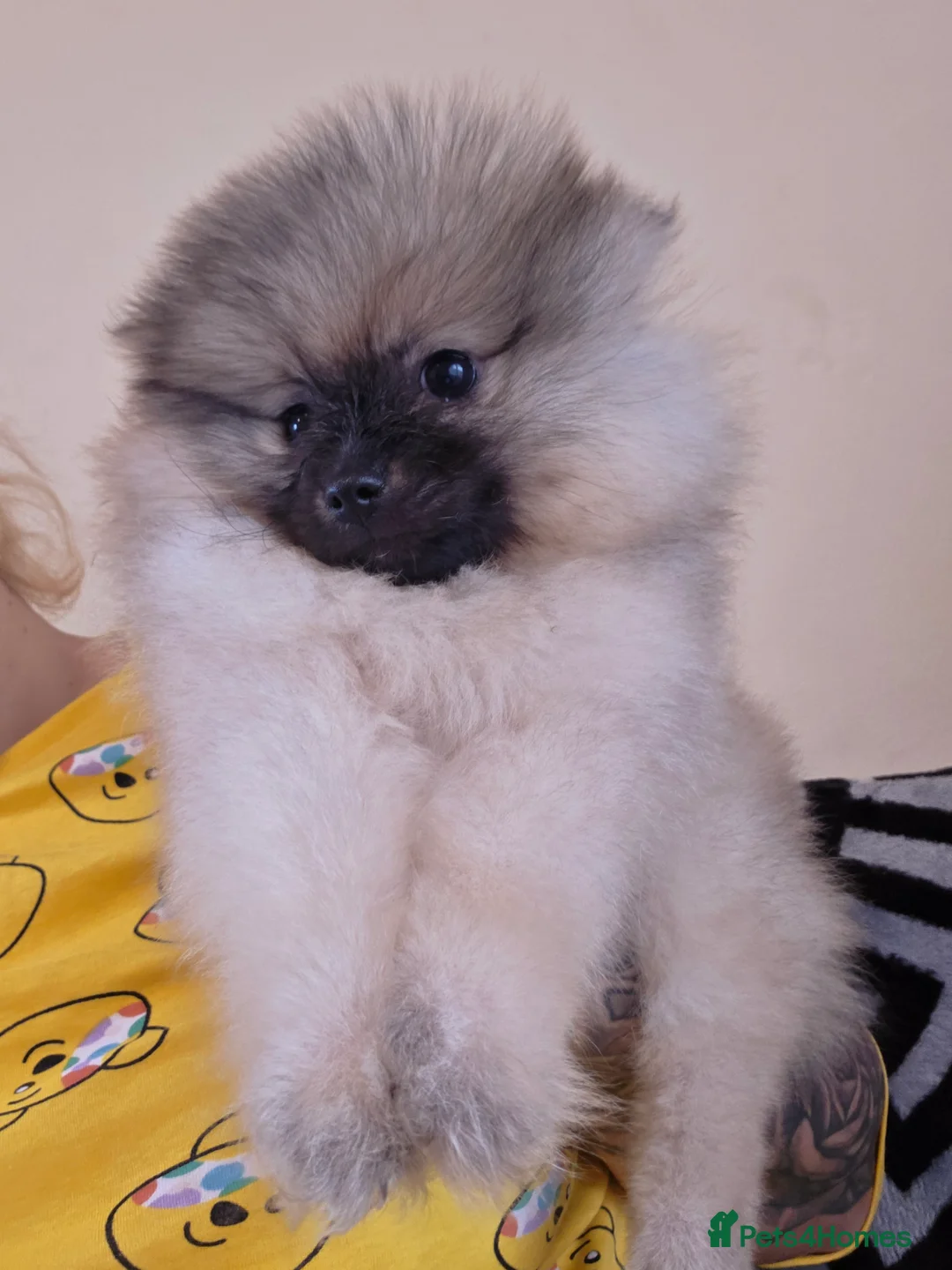 Pomeranian dogs for sale: 🥰😍Ready for new house 🥰🥰🥰 - Advert 1