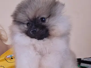 Pomeranian dogs 🥰😍Ready for new house 🥰🥰🥰 - Advert 7