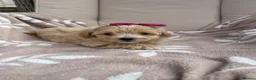 Maltipoo dogs for sale: Maltipoos - Advert 21