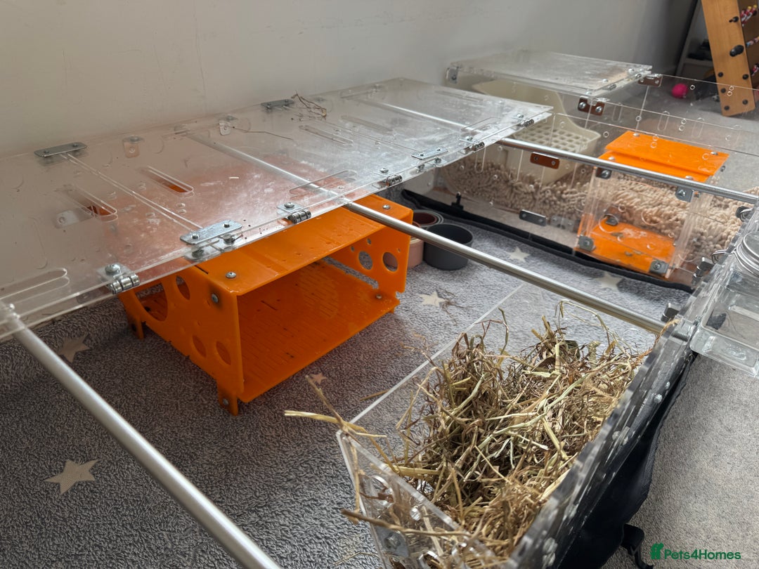Guinea Pig rodents for sale: Two male guinea pigs and their Guinea Loft cage - Image 11