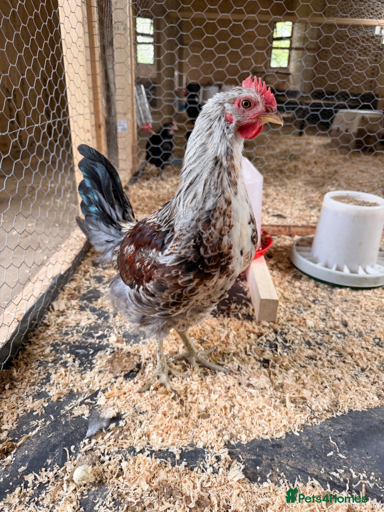 Chickens poultry Cockerel  - Advert 5