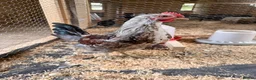 Chickens poultry for sale: Cockerel  in Carmarthen - Advert 1