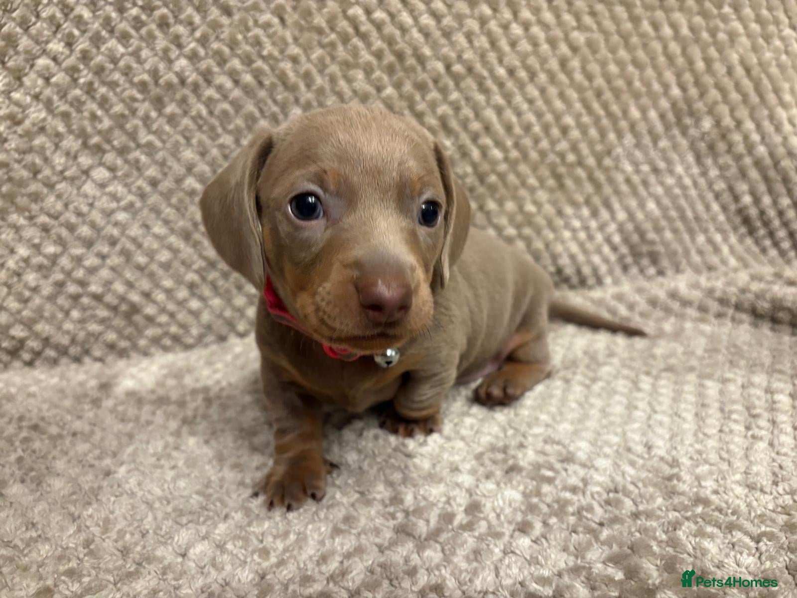 Miniature Dachshund dogs One girl left / miniature dachshund pups - Advert 15