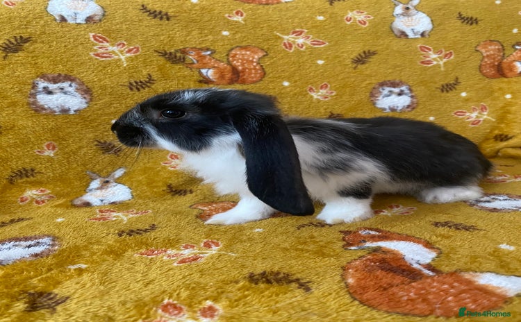 French Lop rabbits - Advert 1
