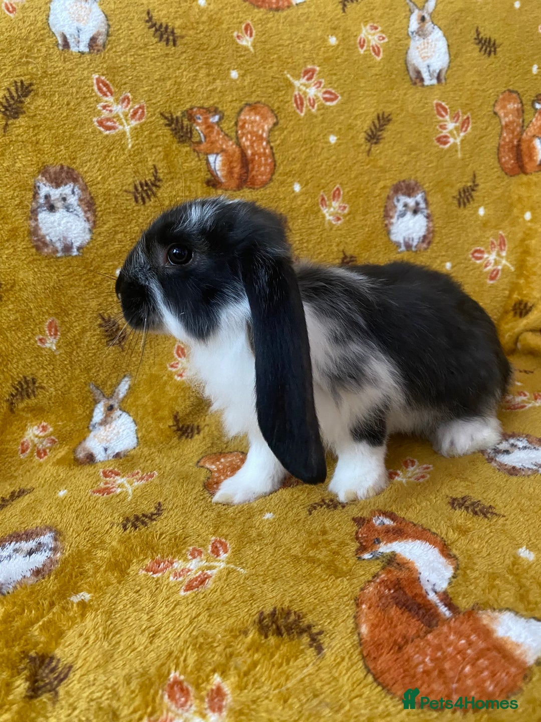 French Lop rabbits for sale: Brc rung Giant French lop rabbits for sale  - Image 1