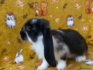 French Lop rabbits - Advert 27