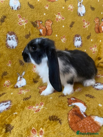 French Lop rabbits - Advert 1
