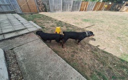 Rottweiler dogs for stud: Kc registered proven big rottweiler stud in Aylesbury - Image 8