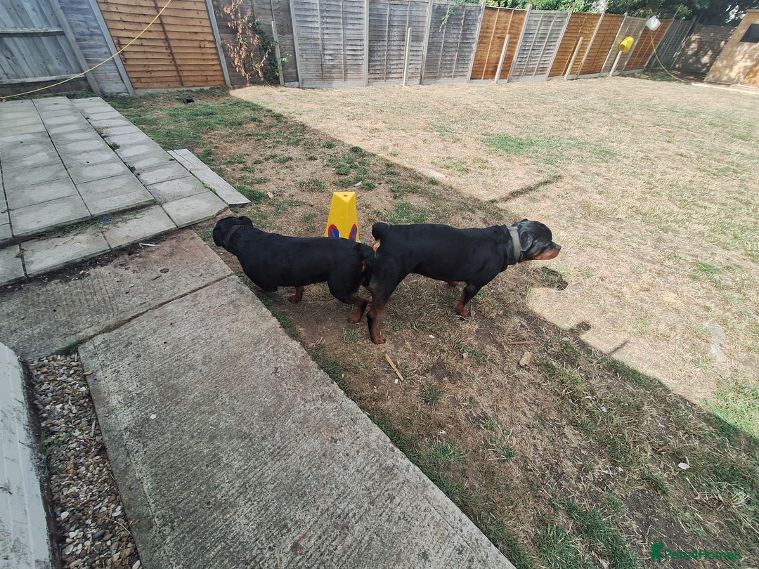 Rottweiler dogs for stud: Kc registered proven big rottweiler stud in Aylesbury - Image 8