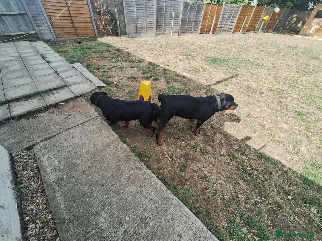 Rottweiler dogs for stud: Kc registered proven big rottweiler stud in Aylesbury - Advert 8