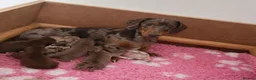 Miniature Dachshund dogs for sale: 2 LEFT🎀💙 KC Registered Miniature Dachshunds⭐️ - Advert 12