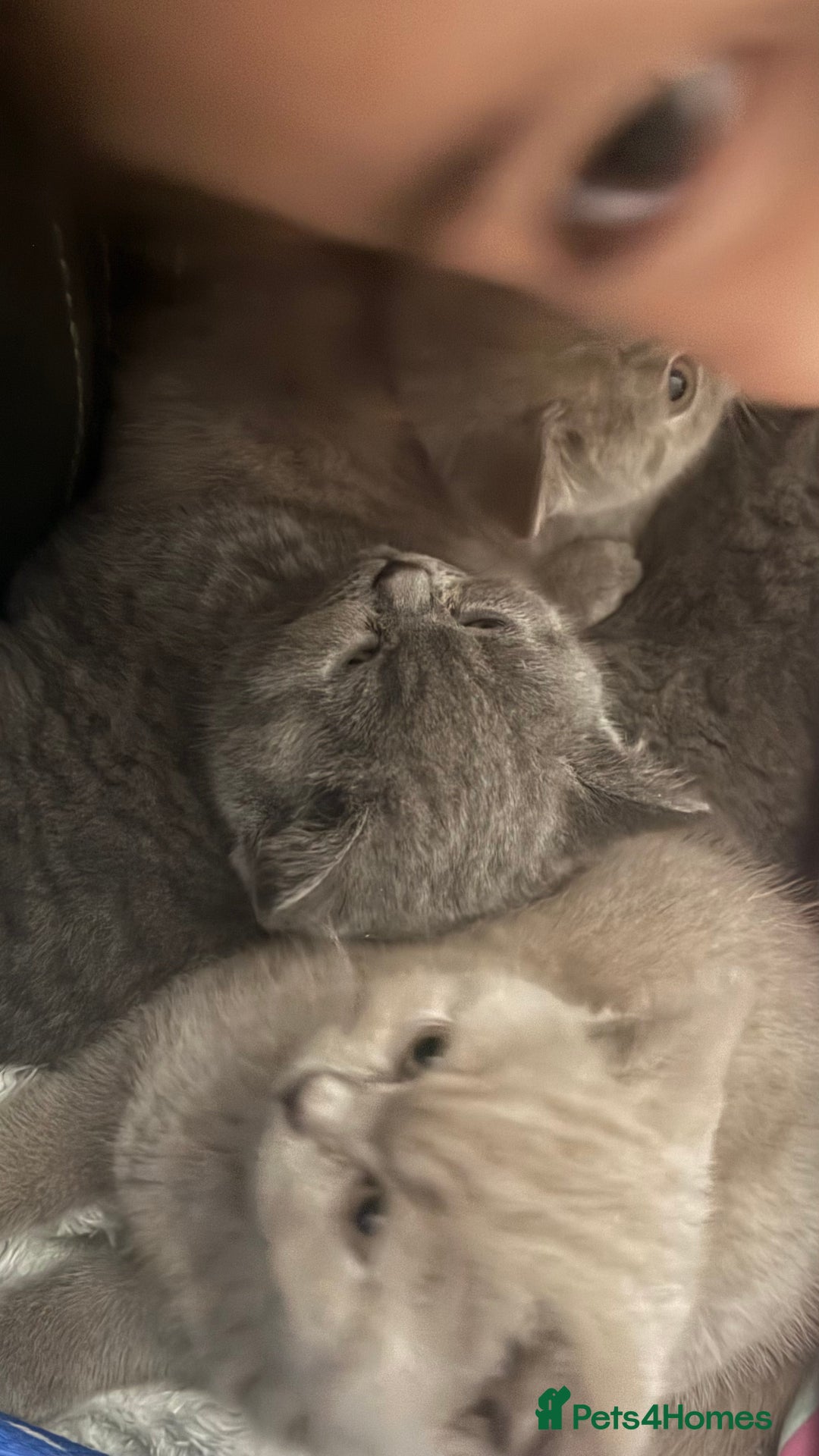 British Shorthair cats for sale: British Shorthair Kittens  - Image 7