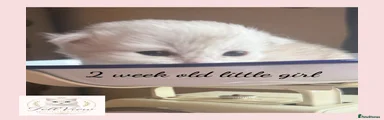 British Longhair Kitten 1