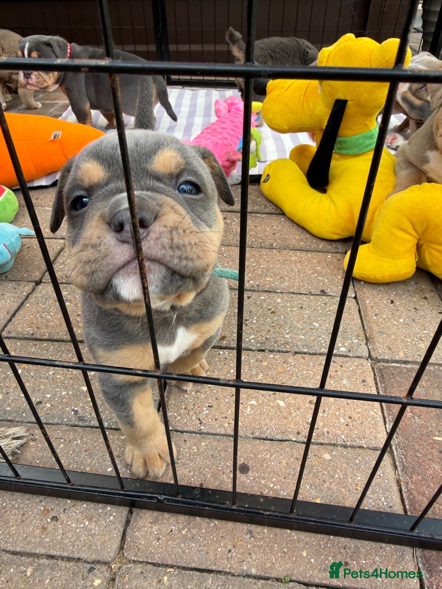 Olde English Bulldogge dogs Olde English Bulldogge, Mix Colours & Fluffy Gene - Advert 2