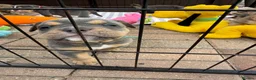 Olde English Bulldogge dogs for sale: Olde English Bulldogge, Mix Colours & Fluffy Gene - Advert 13