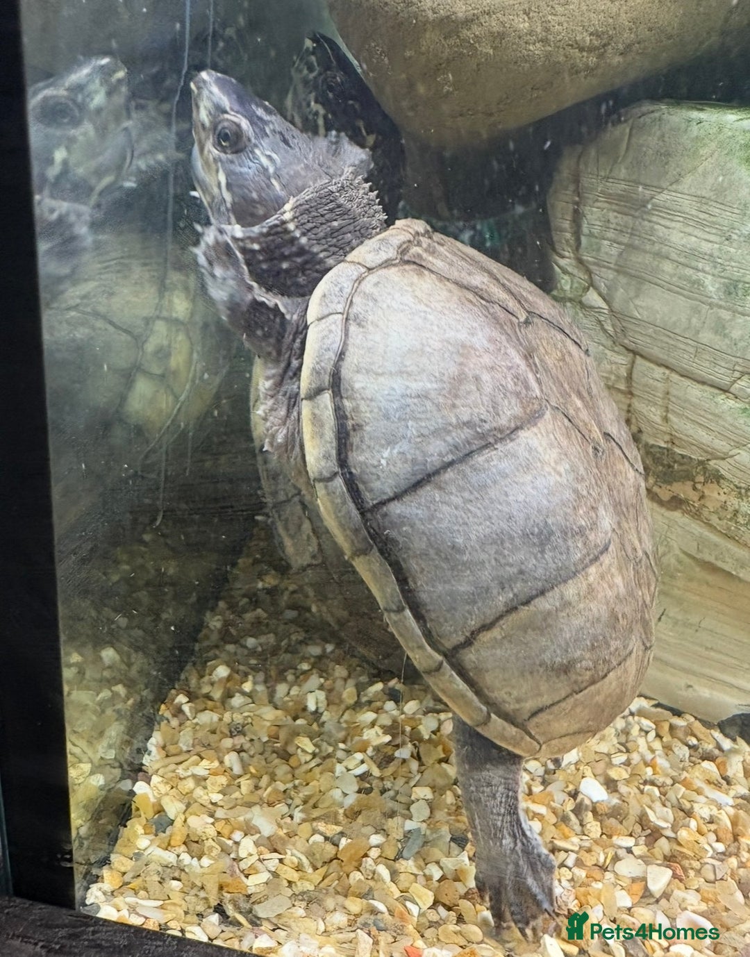 Turtle reptiles for sale: Meet Helen - looking for her forever home - Advert 3