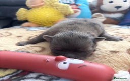 Pomeranian dogs for sale: 🎄🎅CHRISTMAS SPECIAL SMALL SKY🩵BLUE 👀 POMS - Image 10