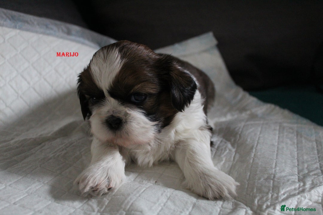 Shih Tzu dogs for sale: LOVELY SHIH TZU PUPPIES LIVER GENE  - Advert 19