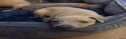 Italian Greyhound dogs for sale: 🐾 KC Registered Italian Greyhound Puppies 🐾 - Advert 17