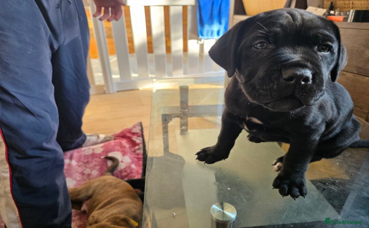 Cane Corso dogs - Advert 3