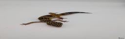 Leopard Gecko reptiles for sale: Black Night Cross Leopard Gecko  - Advert 12