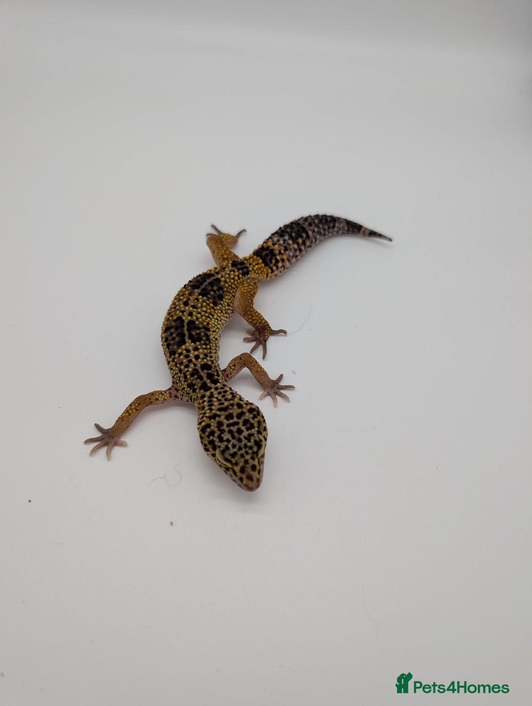 Leopard Gecko reptiles for sale: Black Night Cross Leopard Gecko  - Advert 12