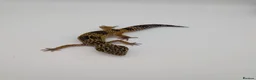 Leopard Gecko reptiles for sale: Black Night Cross Leopard Gecko  - Advert 12
