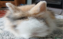 Lionhead rabbits for sale: Stunning DM Lionhead baby rabbits  - Image 5