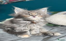 Maine Coon cats for sale: Cream pedigree mainecoon kitten  - Advert 5