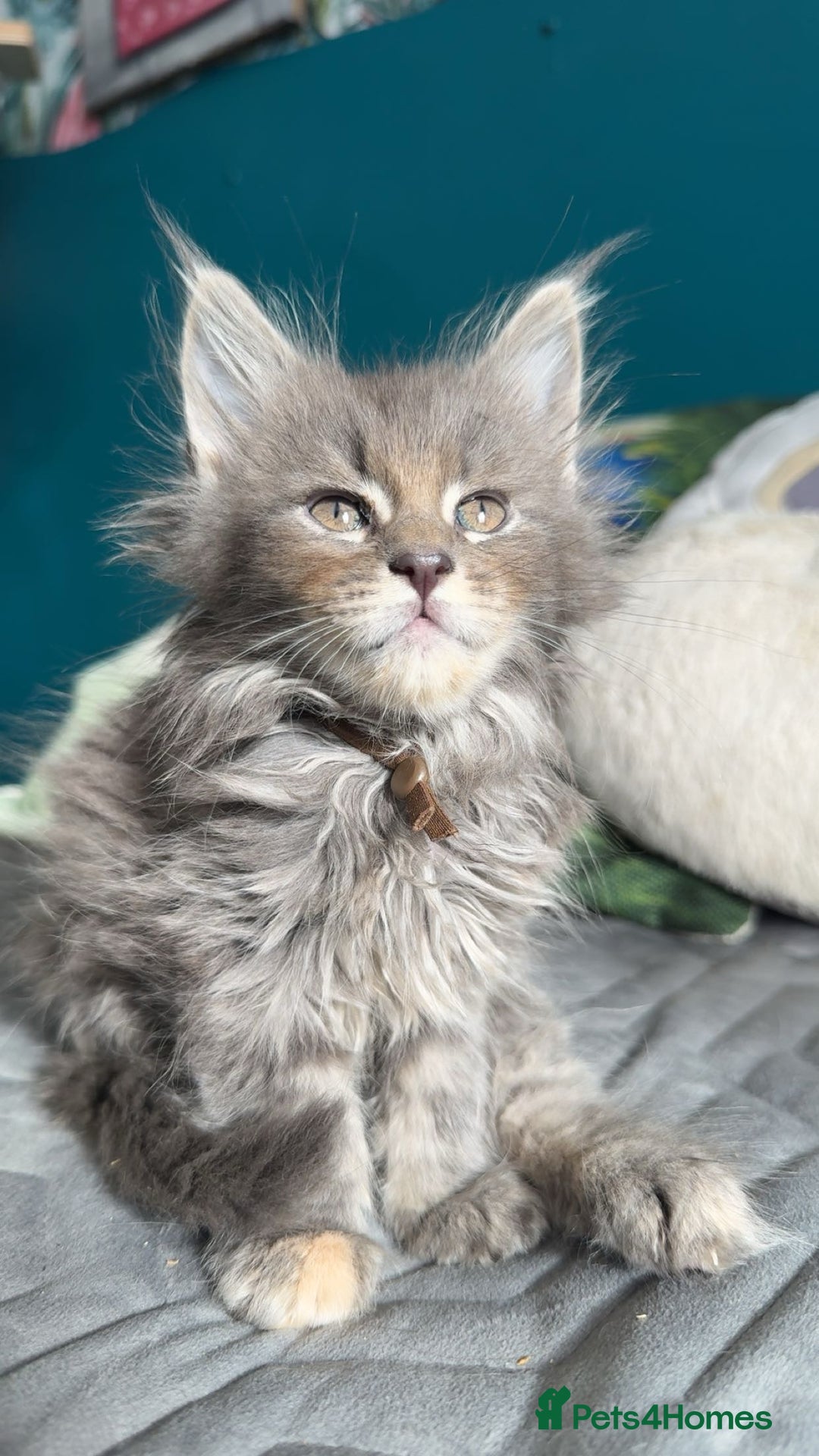 Maine Coon cats for sale: Cream pedigree mainecoon kitten  - Advert 5