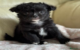 Chihuahua dogs for sale: 3 long haired Chihuahua puppies - Image 6