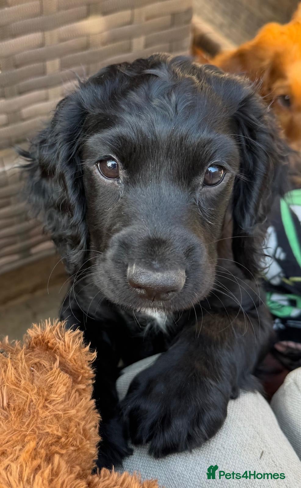 Sprocker dogs 1 beautiful Sprocker left ❤️ - Advert 3