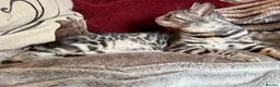 Bengal cats for sale: Stunning Silver Black Spotted Tabby 💜🐾 - Advert 2