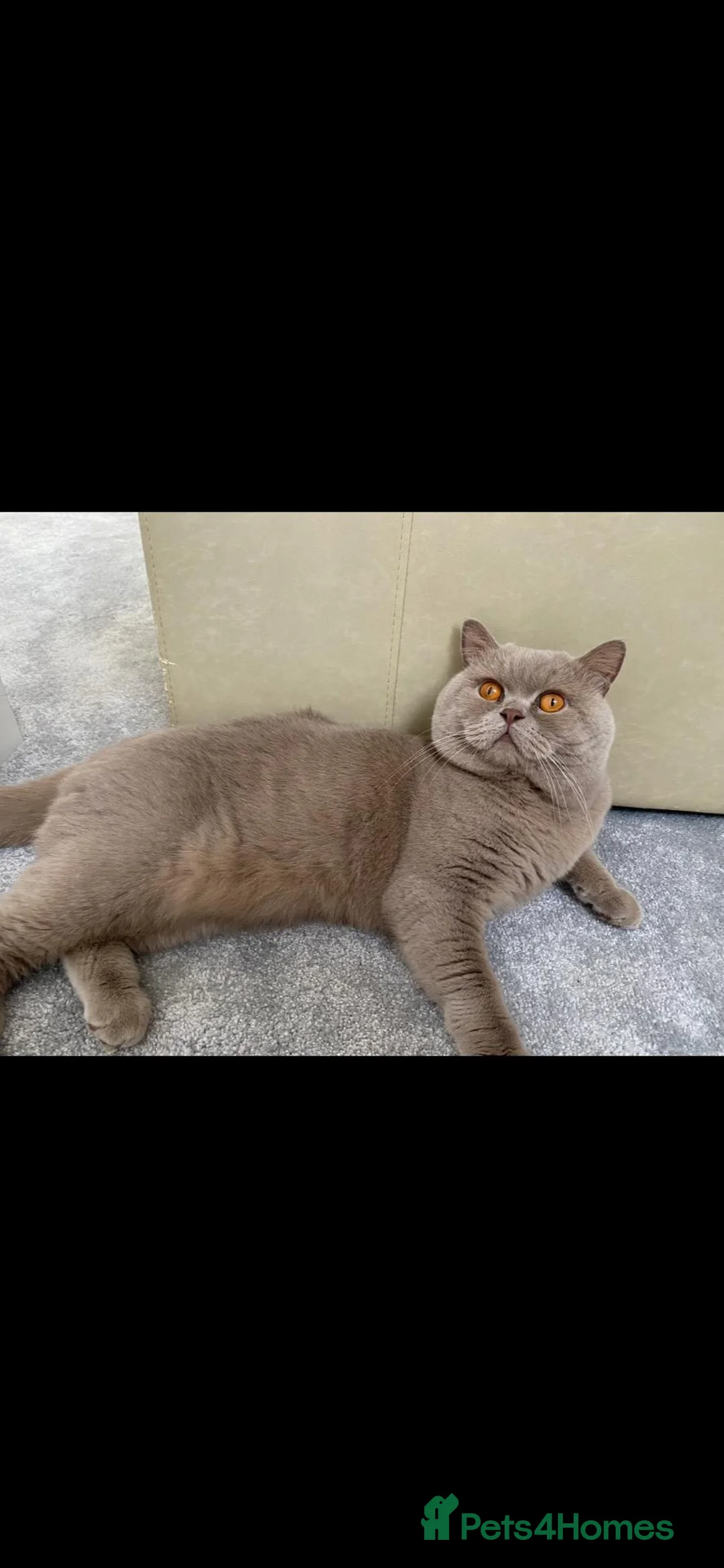 British Shorthair cats for sale: British Short hair - lilac  in Leigh-on-Sea - Advert 4