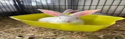 New Zealand rabbits for sale: New Zealand babies  - Advert 1