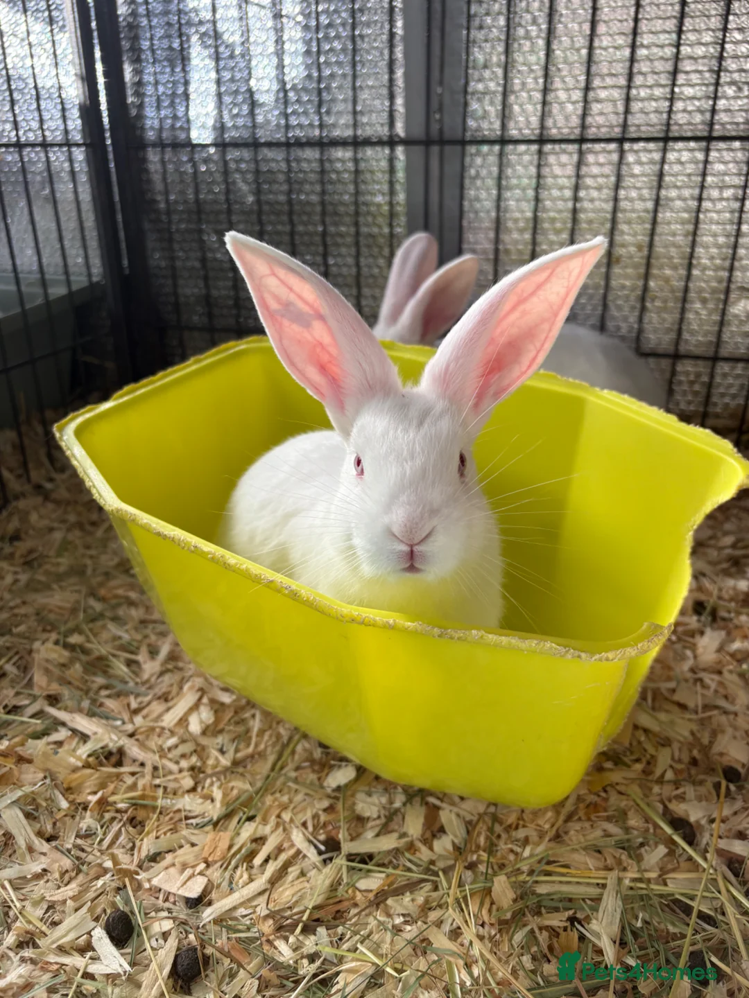 New Zealand rabbits for sale: New Zealand babies  - Advert 1