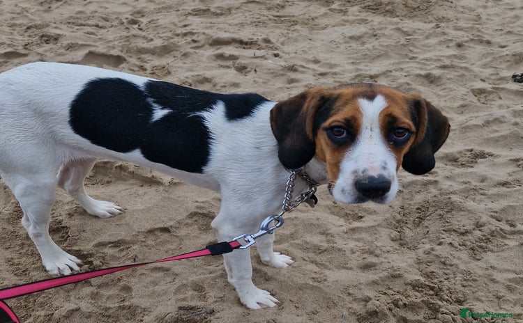 Mixed Breed dogs - Advert 6