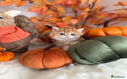British Shorthair cats for sale: Golden British Shorthair  - Image 13