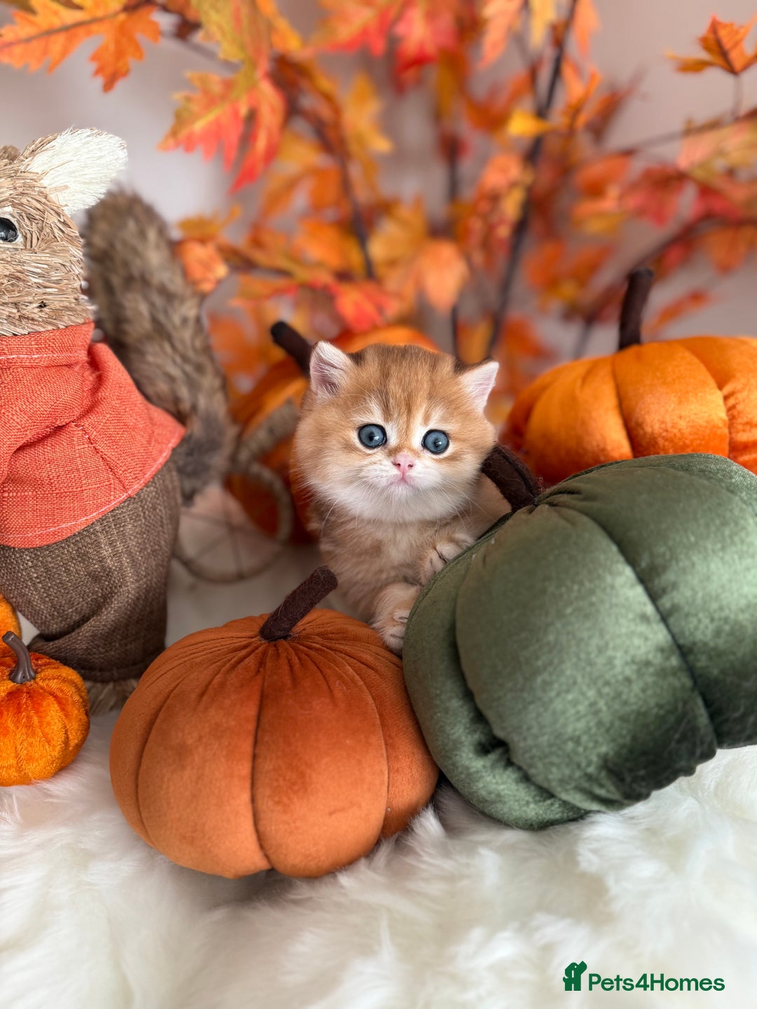 British Shorthair cats for sale: Golden British Shorthair  - Image 13