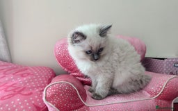 Ragdoll cats for sale: 🐾 Meet our Adorable blue eye ragdoll Crew! 🐾 - Image 4